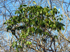Rhododendron catawbiense