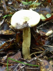 Lactifluus volemus