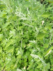 Chenopodium ucrainicum