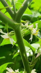 Solanum stramoniifolium