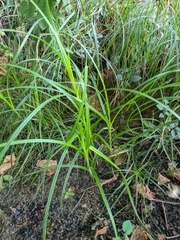 Carex hirta