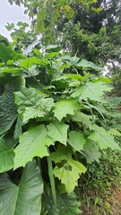Solanum stramoniifolium