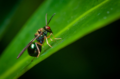 Orasema costaricensis