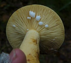 Lactifluus volemus