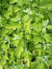 Chenopodium ucrainicum