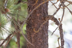 Certhia americana
