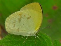 Pyrisitia venusta