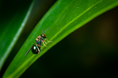 Orasema costaricensis