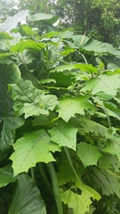 Solanum stramoniifolium