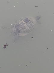 Trachemys scripta