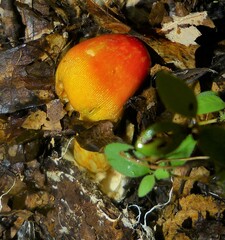 Amanita jacksonii