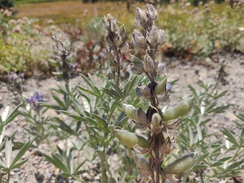 Image of Satin lupine by (c) Alexander Wentworth, some rights reserved (CC BY)