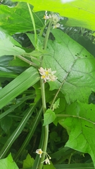 Solanum stramoniifolium