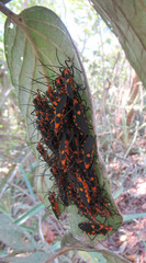 Sephina erythromelas