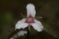 Trillium undulatum