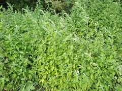 Chenopodium ucrainicum