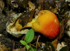 Amanita jacksonii