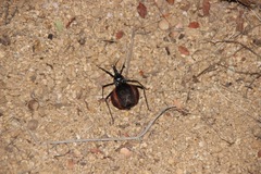 Dipetalogaster maximus