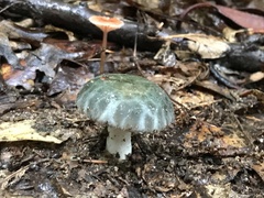 Heterophyllidia