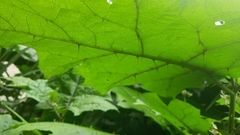 Solanum stramoniifolium