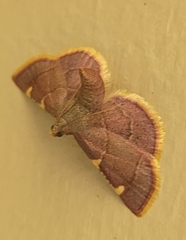 Hypsopygia costalis