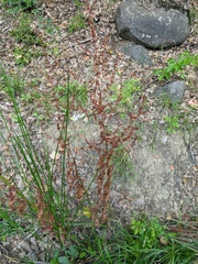 Rumex pulcher