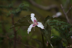Trillium undulatum
