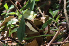 Oressinoma sorata