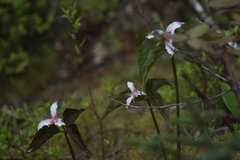 Trillium undulatum