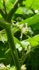 Solanum stramoniifolium