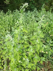 Chenopodium ucrainicum