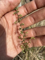 Artemisia campestris