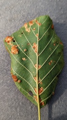 Acalitus brevitarsus