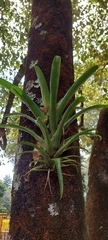 Tillandsia biflora