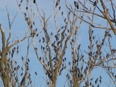 Sturnus vulgaris