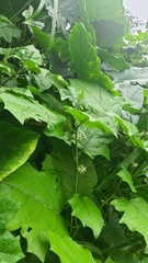 Solanum stramoniifolium