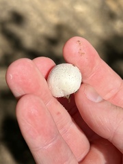 Lycoperdon pratense