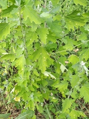 Chenopodium ucrainicum