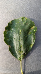 Acalitus brevitarsus