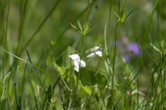 Viola macloskeyi