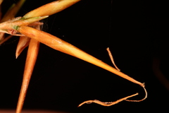 Rhynchospora corniculata