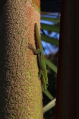 Phelsuma laticauda laticauda