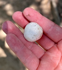 Lycoperdon pratense