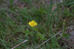 Potentilla canadensis