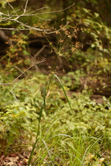 Rhynchospora corniculata