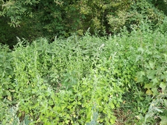Chenopodium ucrainicum