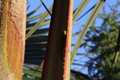 Phelsuma laticauda laticauda