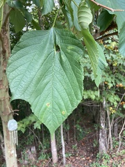 Morus rubra