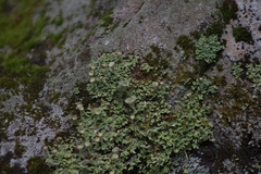 Cladonia pyxidata