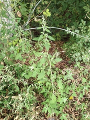 Chenopodium ucrainicum